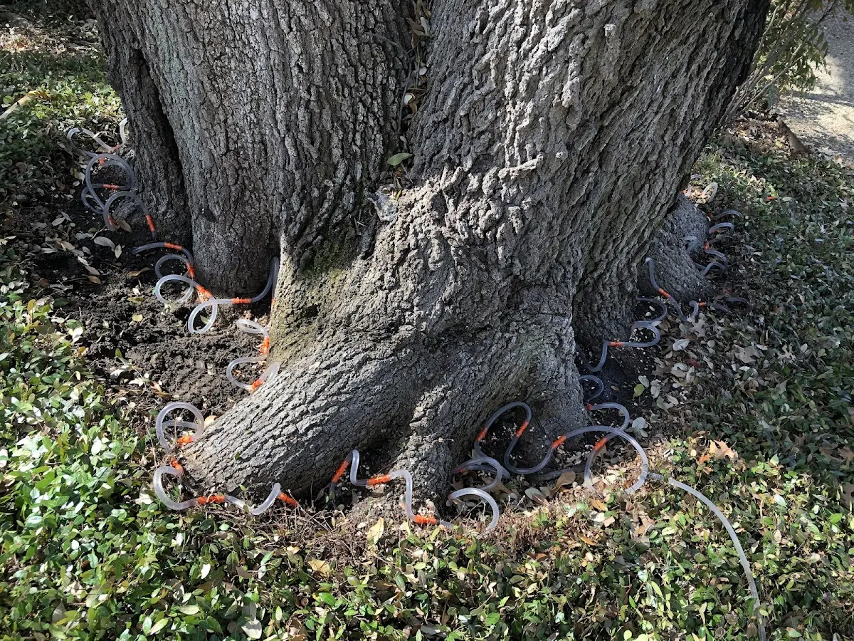 Detailed Tree Cabling and Bracing job site in Lyman